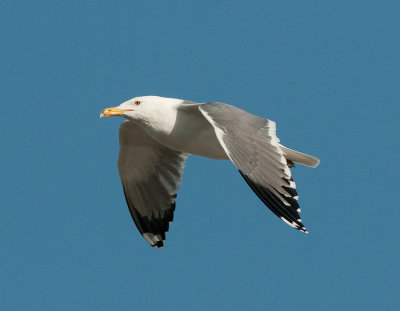 Caspian gull