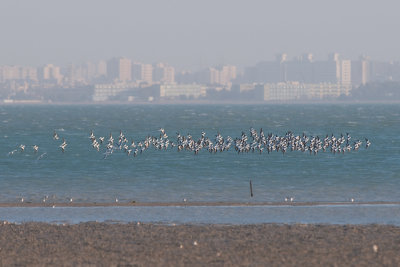 Crab plover