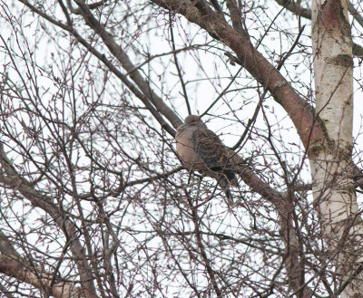 Oriental turtle Dove ( Strre turturduva )