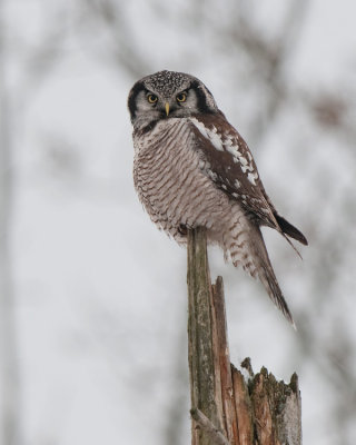 Hawk Owl ( Hökuggla )