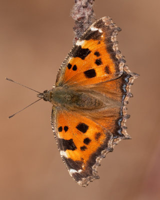 Butterflyes ( Fjrilar )