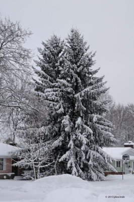 Snow Drapped Tree