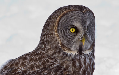 Great Grey Owl