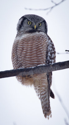 Northern Hawk Owl