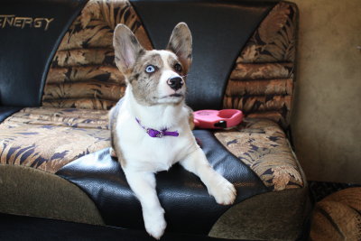 Missy are new puppy, Cowboy Corgi .