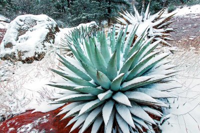Agave-0066.jpg