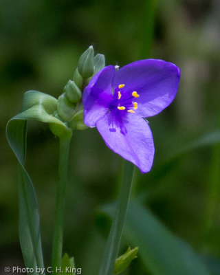 Spiderwort