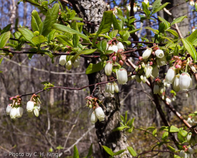 Blueberry Blossoms II