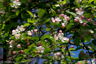 Apple Blossoms