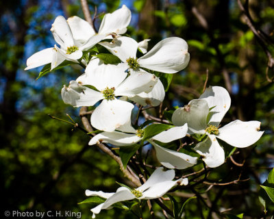 Dogwood Blossoms