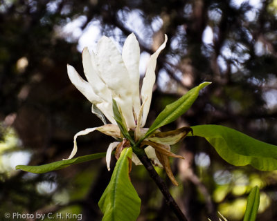 Umbrella Magnolia Flower