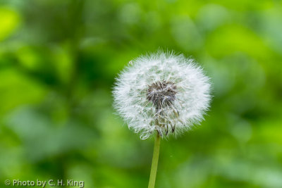 Dandelion