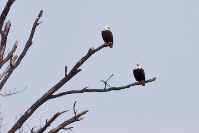 The Core Creek Eagles