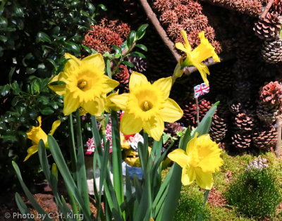 Daffodils