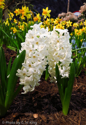 White Hyacinths