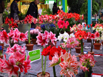 Amaryllis