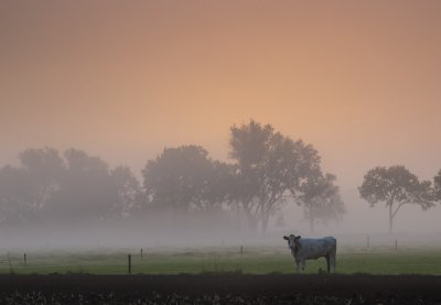 Koe in de ochtendmist