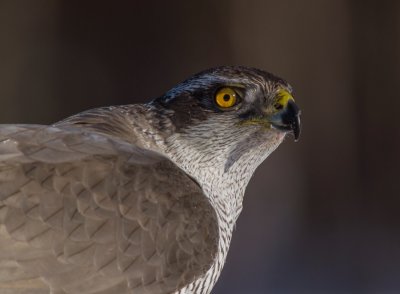 Goshawk