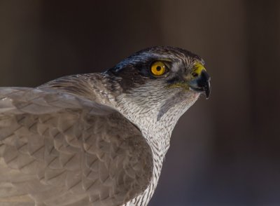 Goshawk portrait