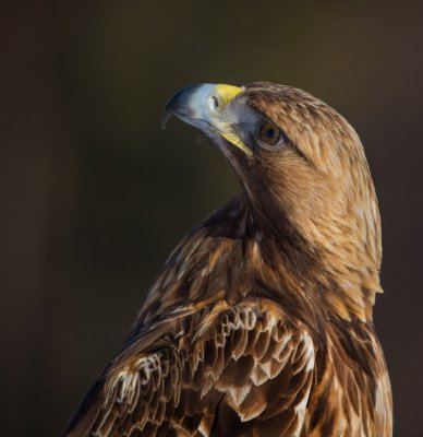 golden_eagle