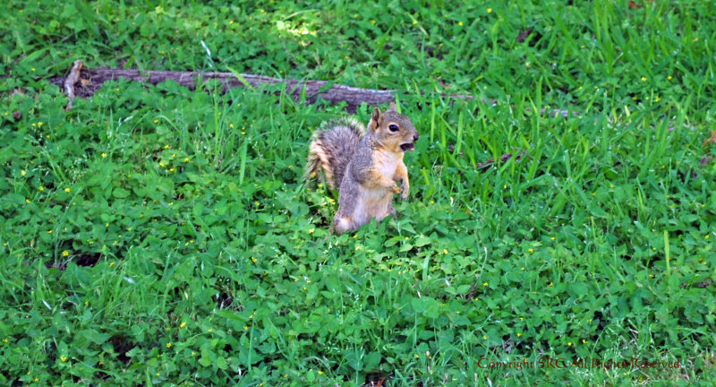 Somebody is watching me, where can I hide this nut!