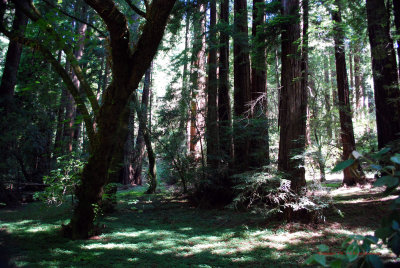 Coastal Redwoods5332