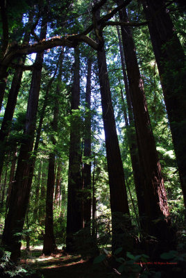 Coastal Redwoods5333
