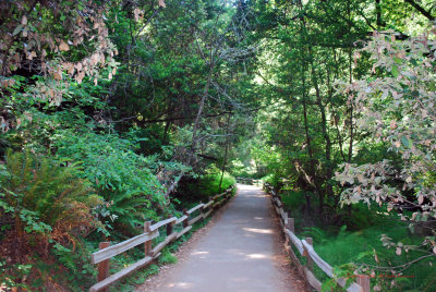 Coastal Redwoods5337