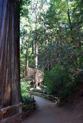 Coastal Redwoods5338