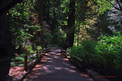 Coastal Redwoods5339