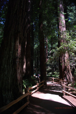 Coastal Redwoods5340