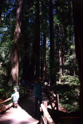 Coastal Redwoods5341