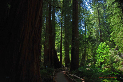 Coastal Redwoods5343