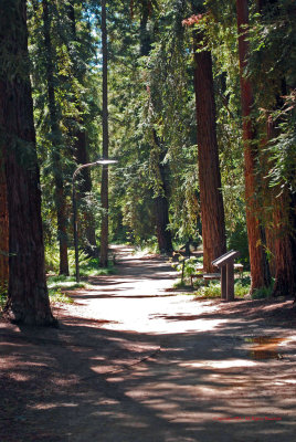 Coastal Redwoods5345