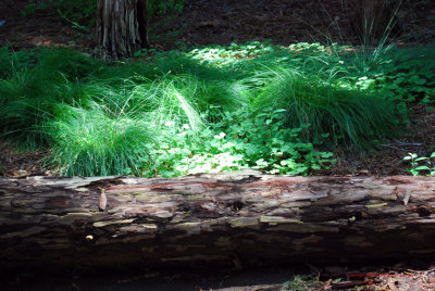 Coastal Redwoods5346.jpg