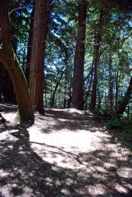 Coastal Redwoods5351