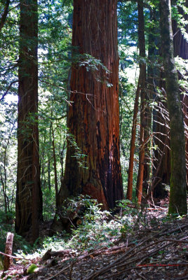 Coastal Redwoods5352
