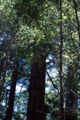 Coastal Redwoods5353