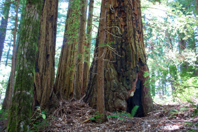Coastal Redwoods5354
