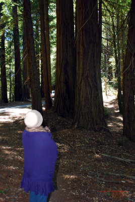 Coastal Redwoods5361