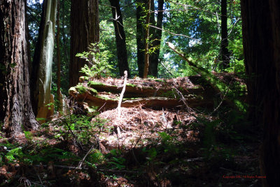 Coastal Redwoods5362