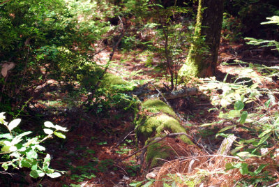 Costal Redwoods5356