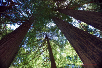 Costal Redwoods5358