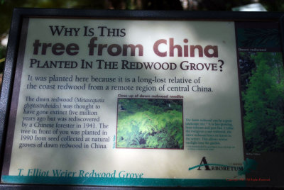 Dawn Redwood Plaque