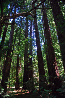 Costal Redwoods