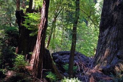 Costal Redwoods5407