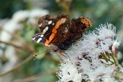 Red Admiral Macro
