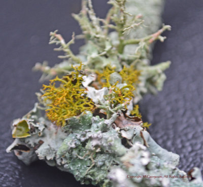 Lichen