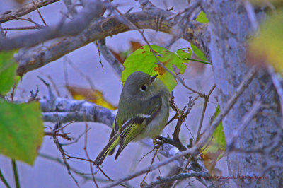 Nashville Warbler 