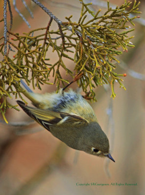 Nashville Warbler